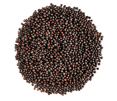 mustard seeds trader
