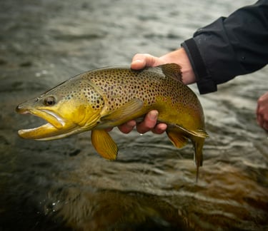 Watauga River Brown Trout