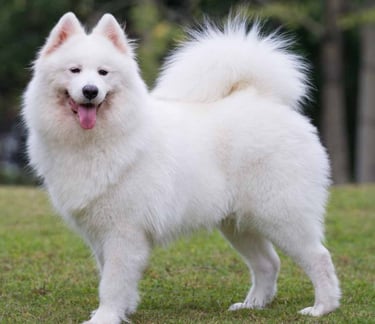 a white samoyed dog. larger with shorter coat and outoor strength