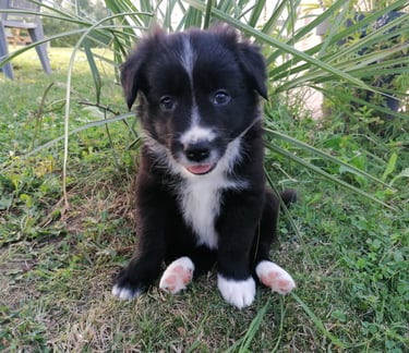 chiot border collie
