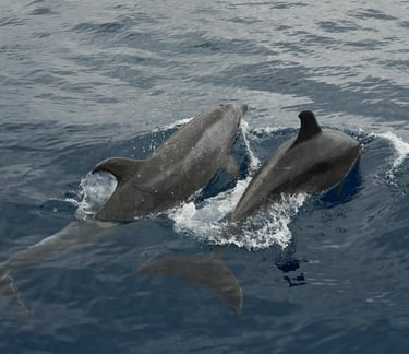 two dolphins swimming in the ocean
