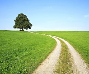 Pathway to a tree in a field