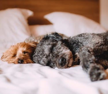 Hotel i salon za pse, Zagrebački duhek