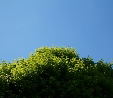 Burnout Seattle Solutions: Tree with a blue sky in the background, symbolizing stability and calm