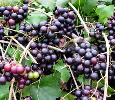 Noble grape vineyard