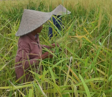 cueilleuses de riz Ubud Bali