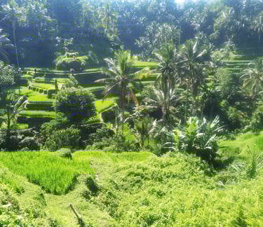 rizières tagalalang Ubud Bali