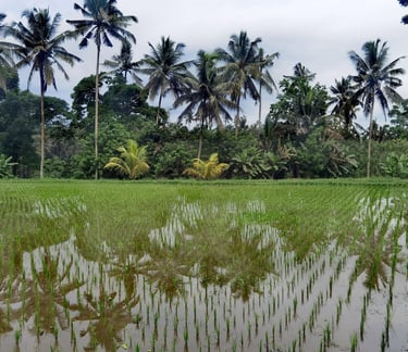 rizières à Ubud Bali