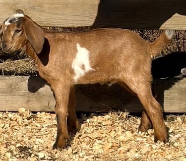 Brown goat with white spot standing next to a wooden fence 