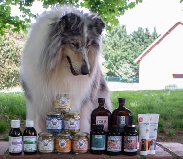 meilleurs compléments pour chien