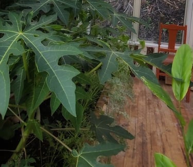 greenhouse papaya
