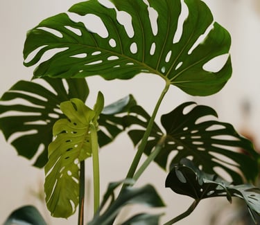 Monstera plant with new fenestrated growth