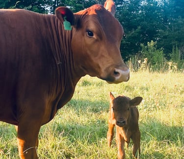South Poll Cattle - Farm to Table Beef for sale