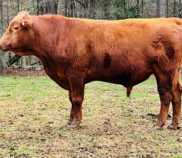 South Poll Bull and Farm to Table Beef