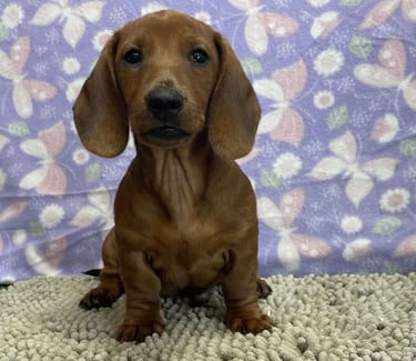 Dachshund puppies for sale