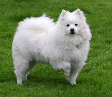 American Eskimo, larger more strength with thicker coat