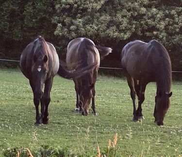 3 chevaux en ligne, broutent et marchent dans un champ