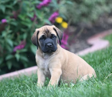 English Mastiff Puppies for Sale