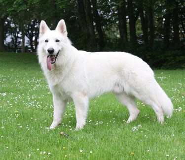 Doom berger blanc suisse comète blanche white swiss shepherd