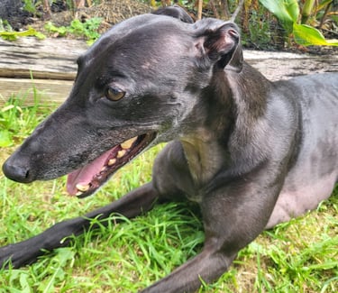 Looking after dogs, Dog Sitting in Risca, Rogerstone, Crosskeys, Highcross in South Wales, UK.