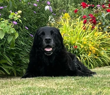 Looking after dogs, Dog Sitting in Risca, Rogerstone, Crosskeys, Highcross in South Wales, UK.