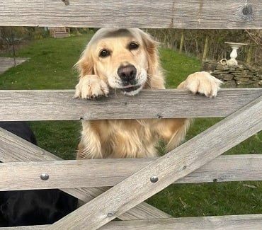 Looking after dogs -  Dog Sittiing, Risca, Newport, South Wales. UK.