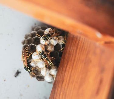 European wasp nest inside a chest of drawers