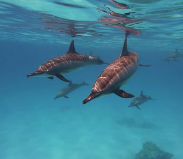 dolphin-house-marsa-alam-dolphins-red-sea