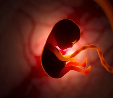 a baby in the womb
