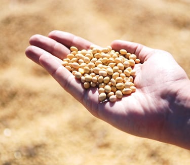 a person holding a handful of soybeans