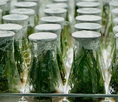 a bunch of bottles of water and plants in a row