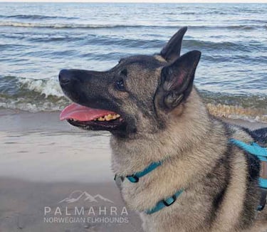 Norwegian Elkhound on the beach