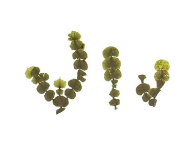 Halimeda sp.