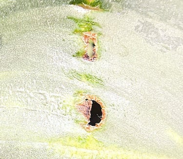 Holes in houseplant leaf