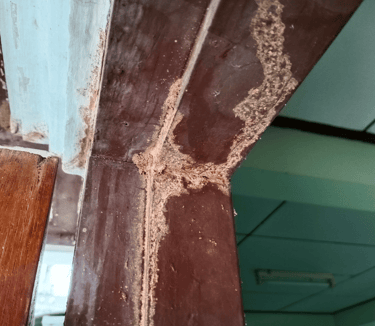 termite control services in hampton roads