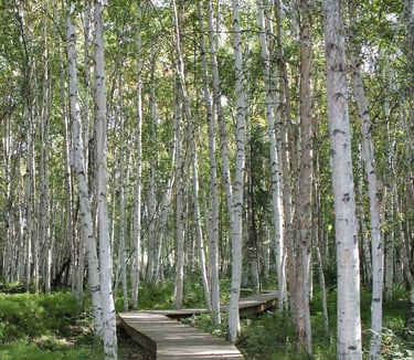 Fairbanks, AK - The white bark of the Birch Tree is a wonder of Alaska