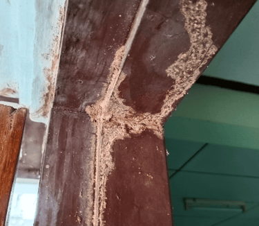 termite control services in hampton roads