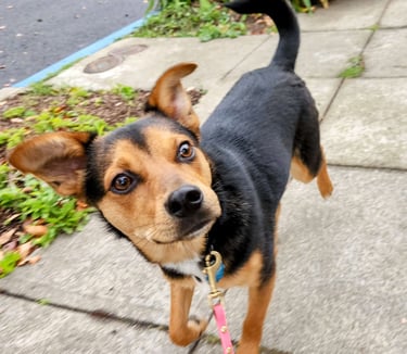 A small black and tan dog is walking on leash on a sidewalk
