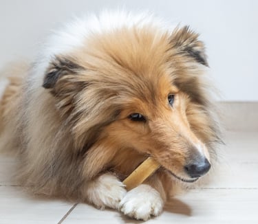 fromage de l'Himalaya Chien