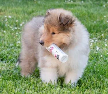 soins spécifiques pour chien