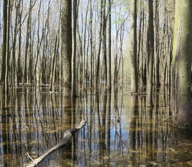 A flooded swamp identified during a natural heritage evaluation near King City, Ontario. 