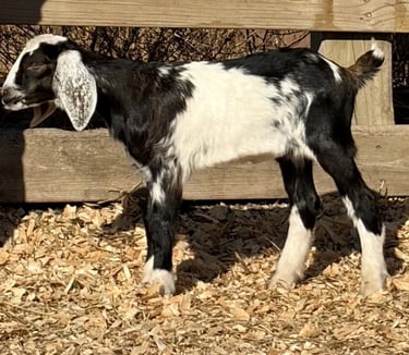 Black and white goat standing near fence 