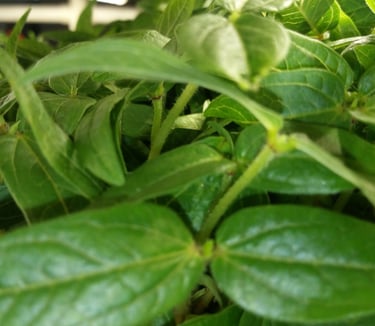  micromung beans