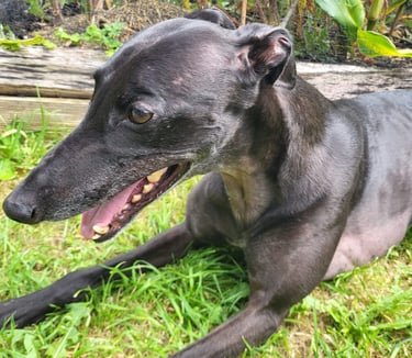 Looking after dogs, Dog Sitting in Risca, Rogerstone, Crosskeys, Highcross in South Wales, UK.