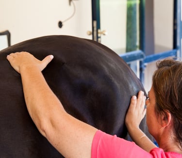 Andrea Massage Pferd