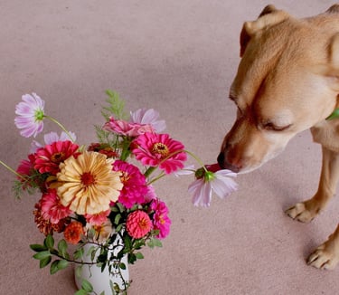 Jango dog with flower bouquet