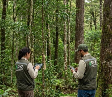 Silvicultura y Manejo Sostenible de Bosques - DYZ ingeniería