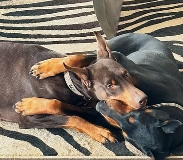 Inspiration for oil painting: Doberman dogs hugging