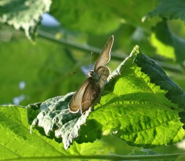 Teclas, papillon de jour en pleine lumière