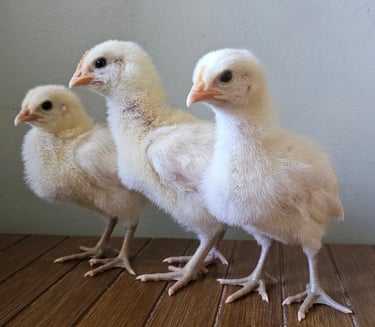 3 bresse chicks with blue legs